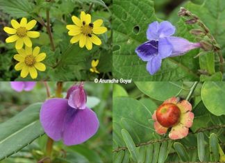 कास पठार – महाराष्ट्र के सातारा में फूलों की घाटी कास पठार - फूलों की घाटी