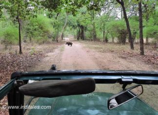 बांधवगढ़ राष्ट्रीय उद्यान – बाघ दर्शन के परे वन्य-जीवन