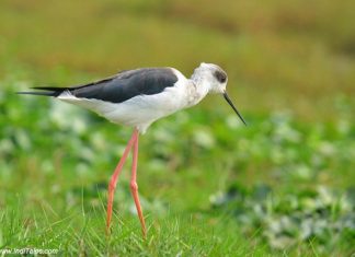 ओडिशा की मंगलाजोड़ी आद्रभूमि: जलपक्षियों के स्वर्ग में नौकाविहार गजपांव