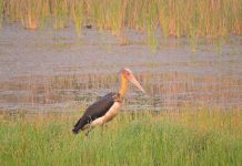 नेपाल के मनभावन पक्षी- चितवन राष्ट्रीय उद्यान चितवन राष्ट्रीय उद्यान के पक्षी