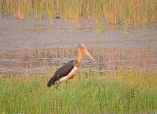 नेपाल के मनभावन पक्षी- चितवन राष्ट्रीय उद्यान चितवन राष्ट्रीय उद्यान के पक्षी