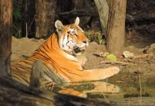 कॉलरवाली बाघिन – पेंच राष्ट्रीय उद्यान की रानी