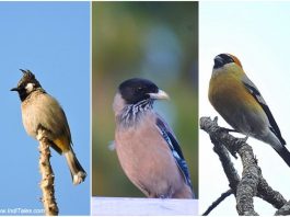 कुमाऊँ के मनमोहक पक्षी – उत्तराखंड में प्रकृति का आनंद