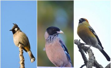 कुमाऊँ के मनमोहक पक्षी – उत्तराखंड में प्रकृति का आनंद