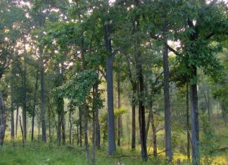 भारत में जंगल सफारी – कब, कहाँ, क्या और कैसे देखें? जंगल सफारी भारत के राष्ट्रीय उद्यानों में