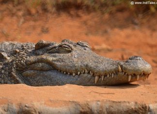 नंदनकानन प्राणी उद्यान -भुवनेश्वर एक प्राकृतिक चिड़ियाघर खारे पानी के मगर नंदनकानन में