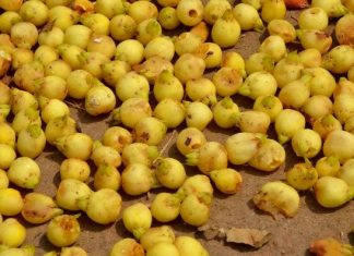 महुआ के फूलों के रंग – छत्तीसगढ़ यात्रा के कुछ अनुभव प्रातः बिखरे महुआ के हलके पीले पुष्प