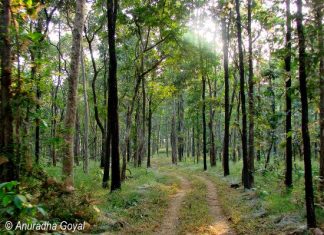 सतपुड़ा राष्ट्रीय उद्यान के वन का आनंद उठाने के ५ प्रकार सतपुड़ा राष्ट्रीय उद्यान के उनींदे जंगल