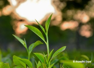 असम चाय के बागान – असम में घूमने की जगहें असम चाय की ताज़ा पत्तियां