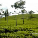 Rendezvous With Popular Kerala Tourist Destinations Tea Gardens at Munnar of Popular Kerala