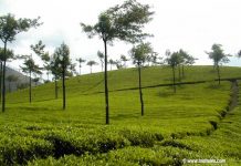 Tea Gardens at Munnar of Popular Kerala