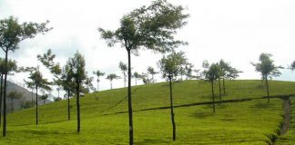 Tea Gardens at Munnar of Popular Kerala