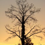 A ree at sunset - Happy New year