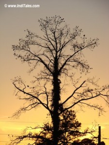 A ree at sunset - looking back at 2006, Happy New year