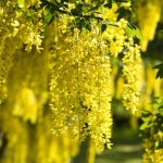 Laburnum on way to Pearl Valley