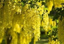 Laburnum on way to Pearl Valley