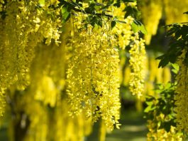 Laburnum on way to Pearl Valley