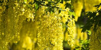 Laburnum on way to Pearl Valley