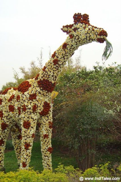 Floral Giraffe during the Flower Show