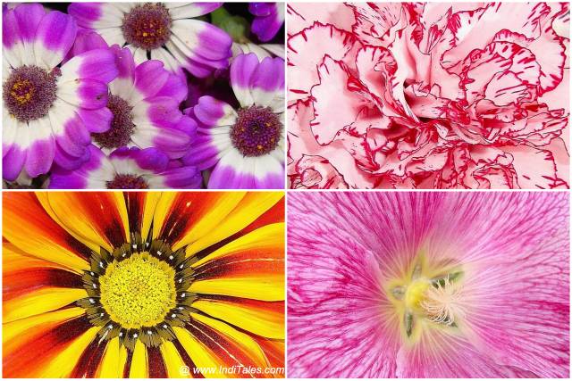 Gazania, African daisy, unknown, Pink Hollyhock flowers