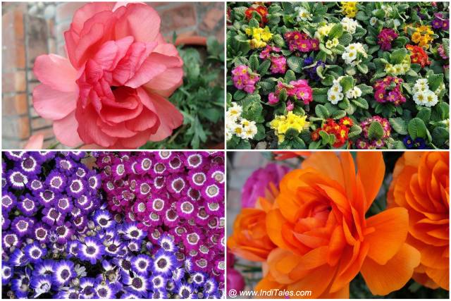 Colorful flowers collage at Garden of 5 Senses