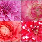 Red Rose, Pink Dahlia, Pink Rose, and Red-white Dahlia flowers at Garden of 5 Senses Delhi
