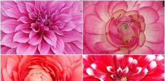 Red Rose, Pink Dahlia, Pink Rose, and Red-white Dahlia flowers at Garden of 5 Senses Delhi