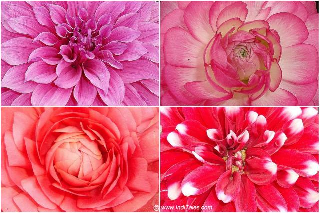 Red Rose, Pink Dahlia, Pink Rose, and Red-white Dahlia flowers at Garden of 5 Senses Delhi