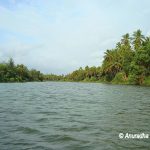 Backwaters of Panchagangavalli river, Kundapura in Coastal Karnataka