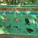 Resident birds of Sultanpur bird sanctuary