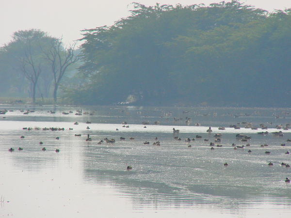 Waterbirds at the sanctuary