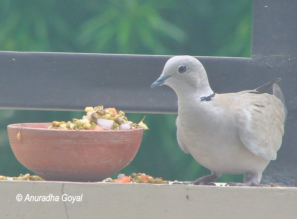 Eurasian-collared Dove bird on compound wall by salad pot - Birds in my garden