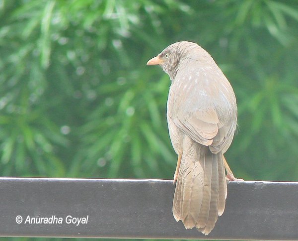 Jungle Babbler