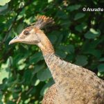Juvenile Peafowl