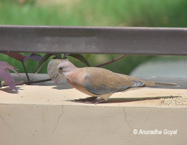 Laughing Dove on compound wall by grains