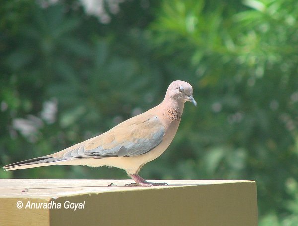 Laughing Dove winking