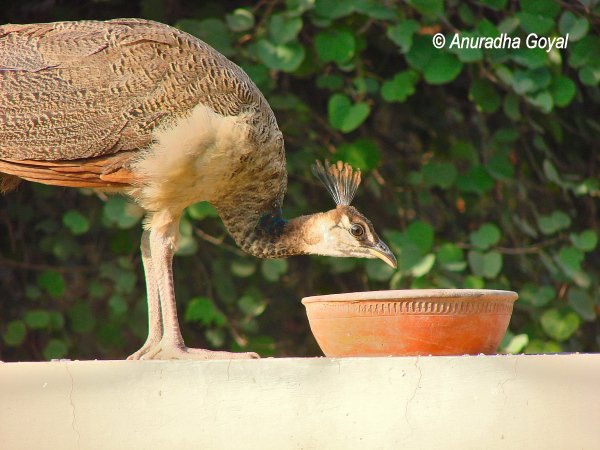 Peafowl relishing the grains from earthen pot