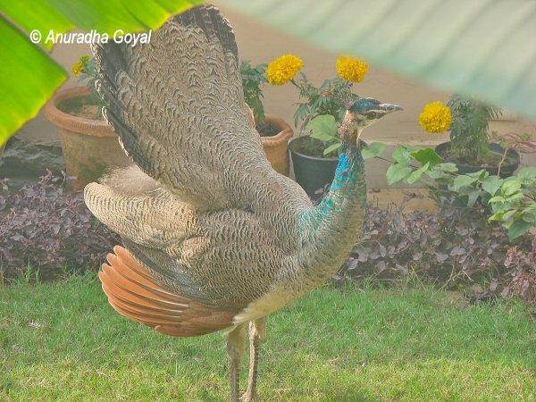 Peafowl strolling in my garden