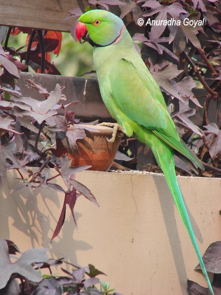 Rose-ringed Parakeet on the earthen pot - Birds in my garden