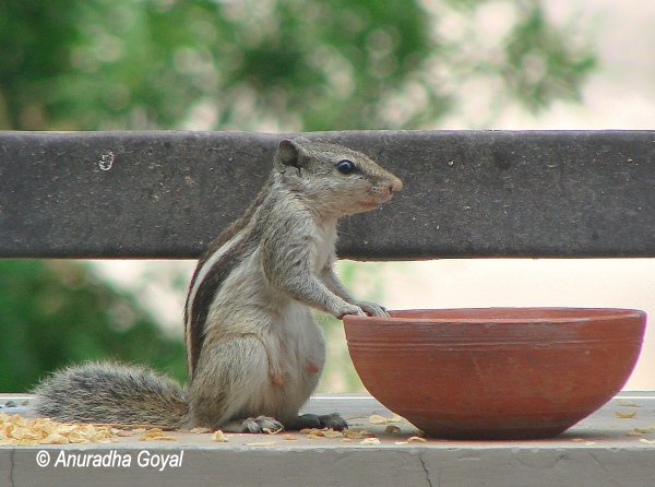 Squirrel - who ate my breakfast pose