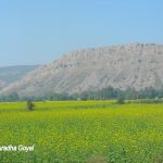 Landscape en route to Alwar with mustard fields