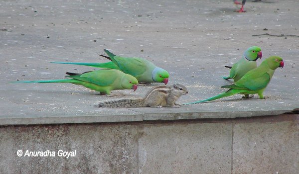 You cannot miss Parakeets