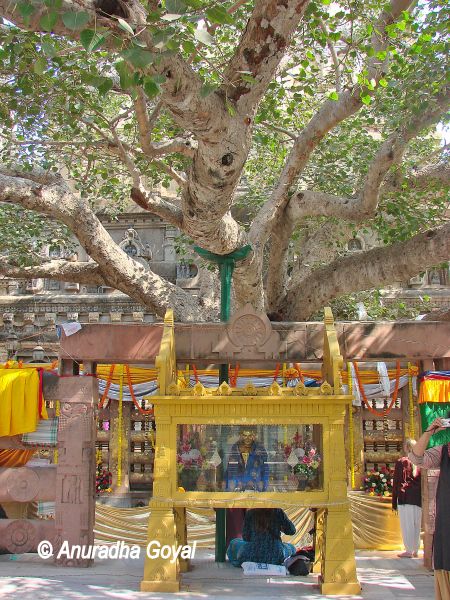 The Mahabodhi Tree, Bodh Gaya