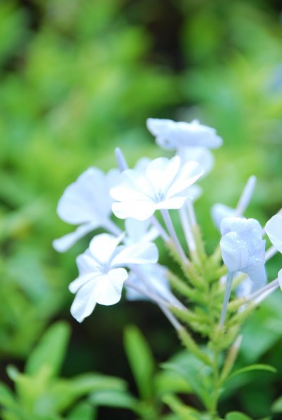 Flowers at campus