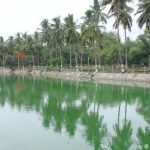 Trees reflecting in the waters of lake at Indira Park
