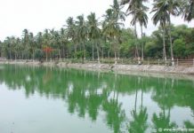 Trees reflecting in the waters of lake at Indira Park