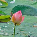 Lotus Flower at Lotus Pond, MLA Colony, Hyderabad