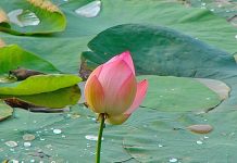 Lotus Flower at Lotus Pond, MLA Colony, Hyderabad