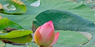 Lotus Flower at Lotus Pond, MLA Colony, Hyderabad