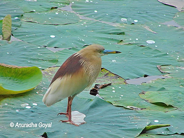 Pond Heron on Lotus leaf